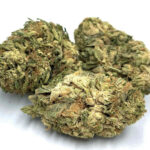 Charlottes Web x ACDC 2g Toplanta z akcyzą