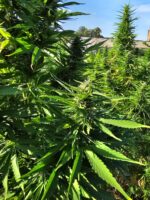 b4a18ca139667809473003f492f14503