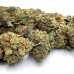 Amnesia 5g Toplanta z akcyzą